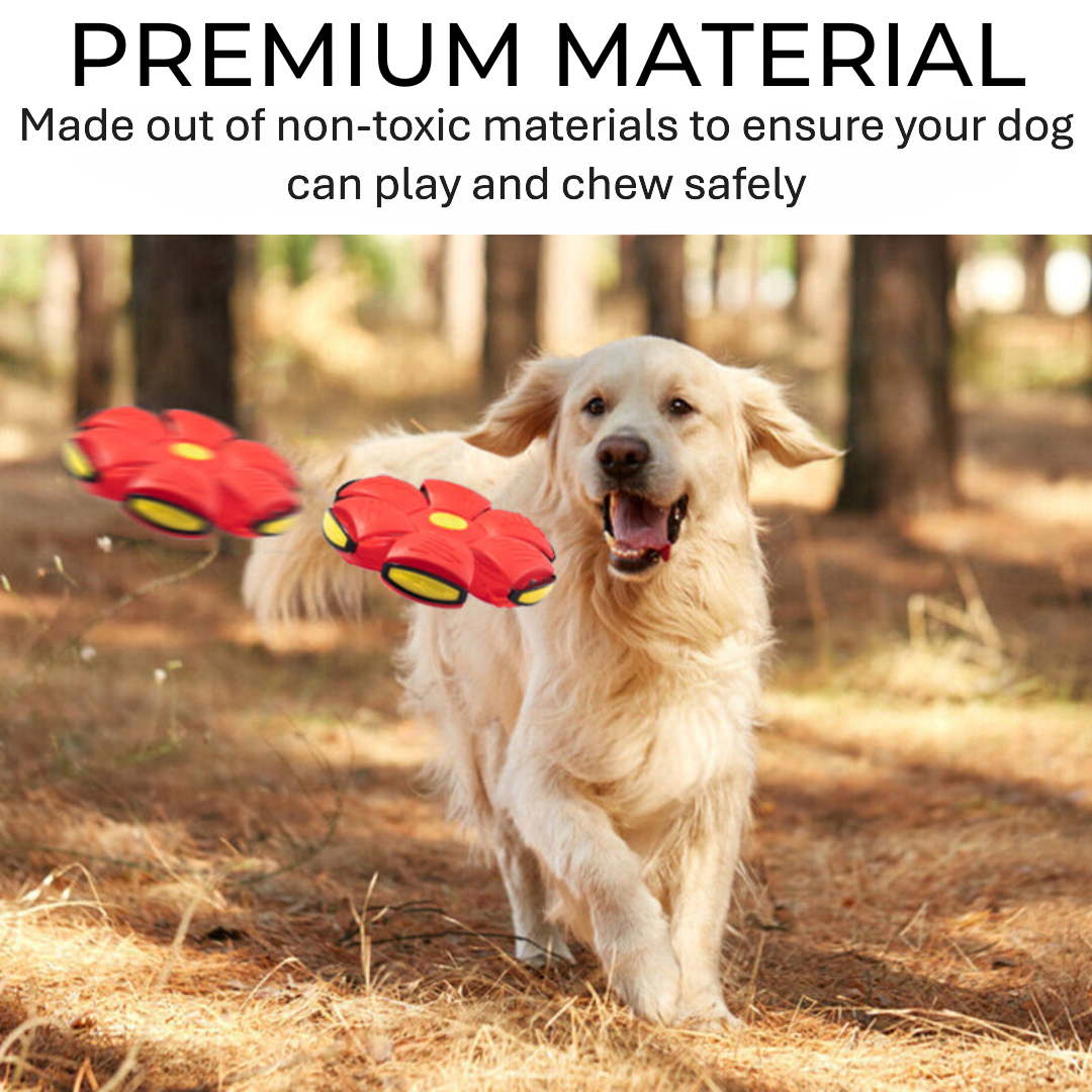Dog Frisbee